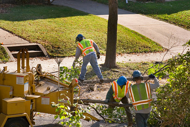 Best Commercial Tree Services  in Lake Park, FL